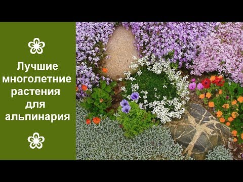 Растения для альпийской горки многолетники фото с названиями солнцелюбивые