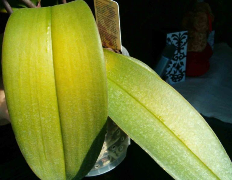Как вылечить орхидею от желтых листьев