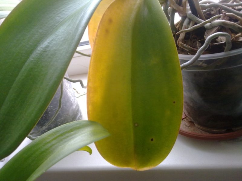 Как вылечить орхидею от желтых листьев thumbnail