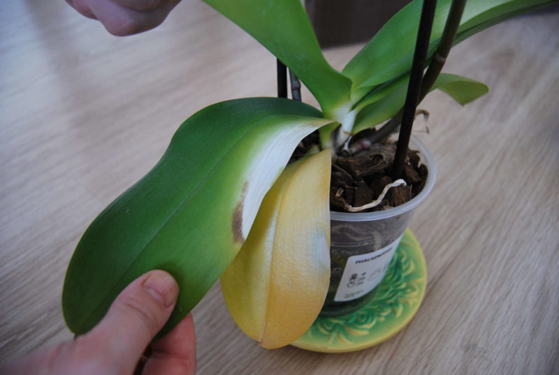 Как вылечить орхидею от желтых листьев