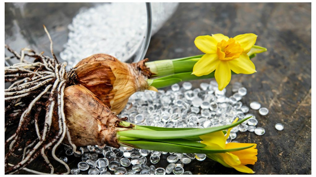 Нарциссы посадка и уход в открытом грунте, когда