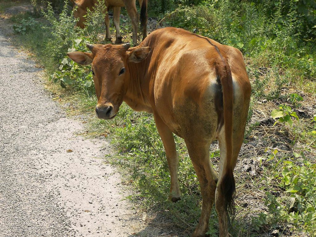 Фото беременной коровы