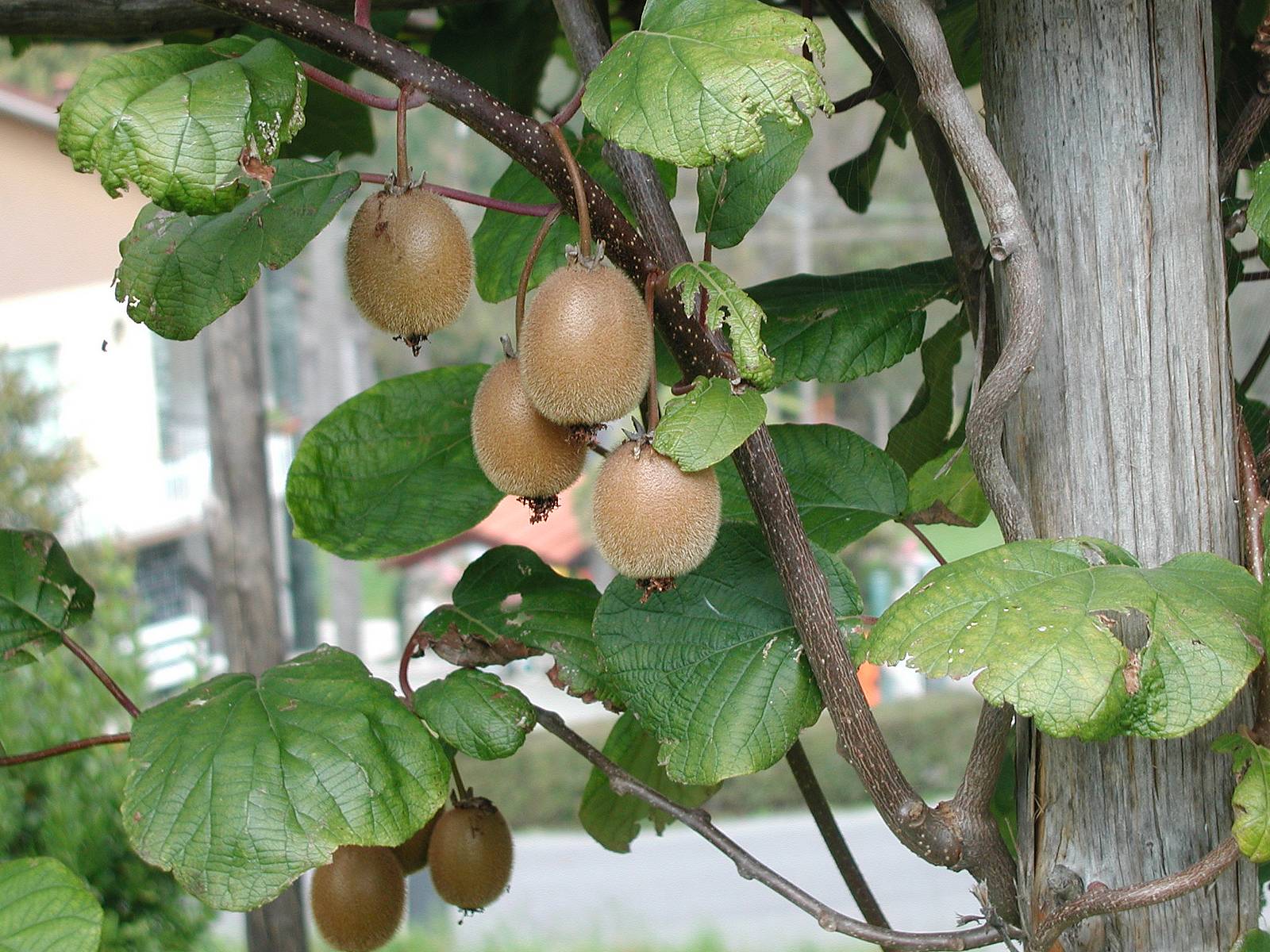 Где растет киви фото