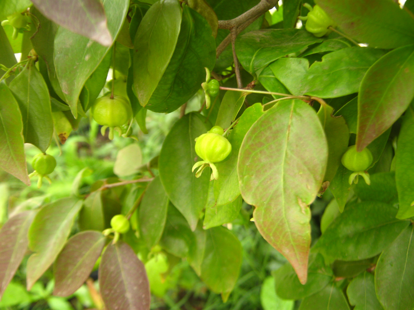 Суринамская вишня листья