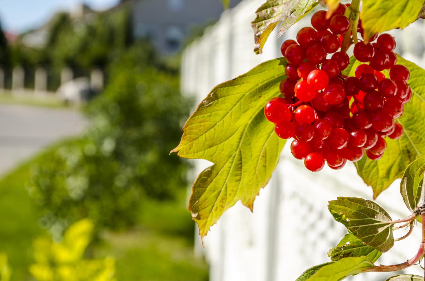 Калина красная: полезные свойства и противопоказания