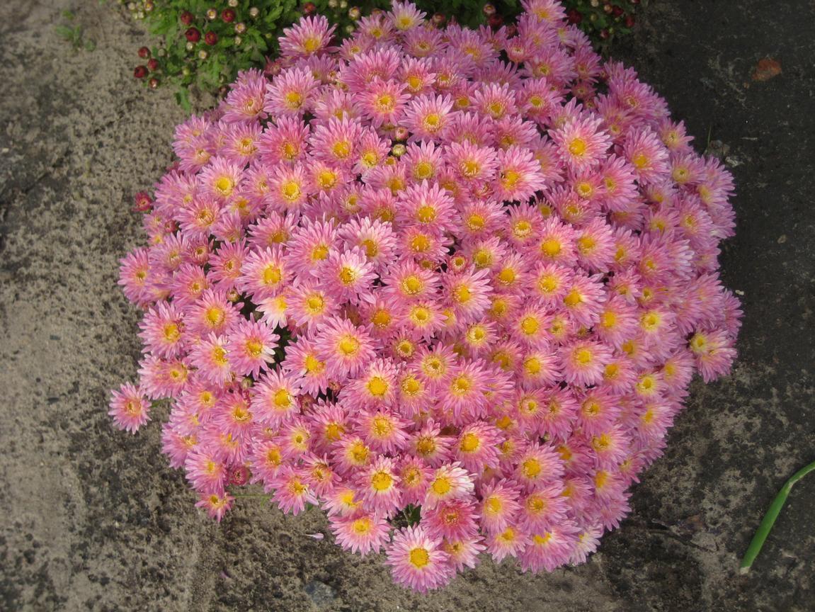 Фото цветов мультифлора хризантема