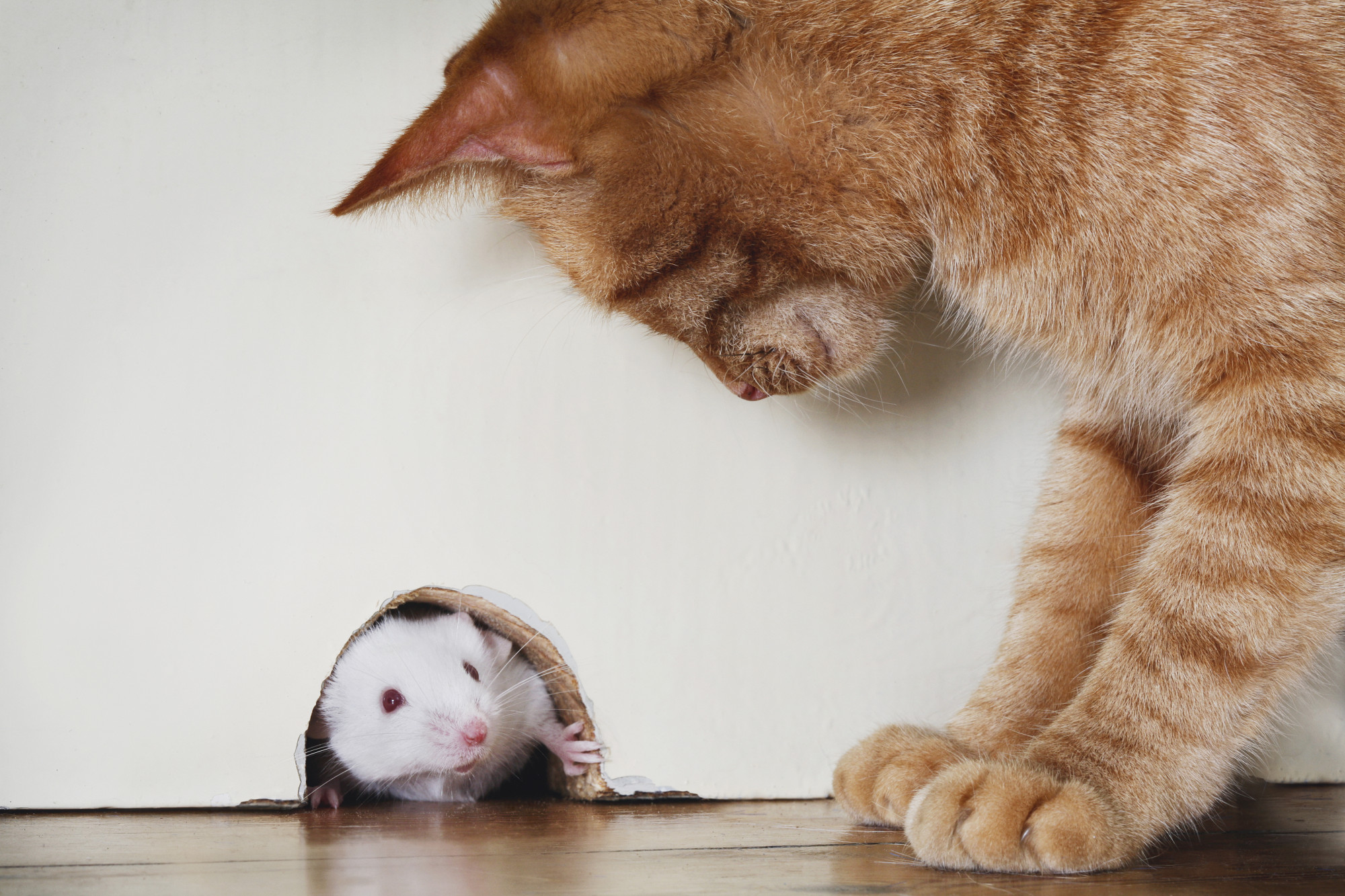 Кот ловит мышь