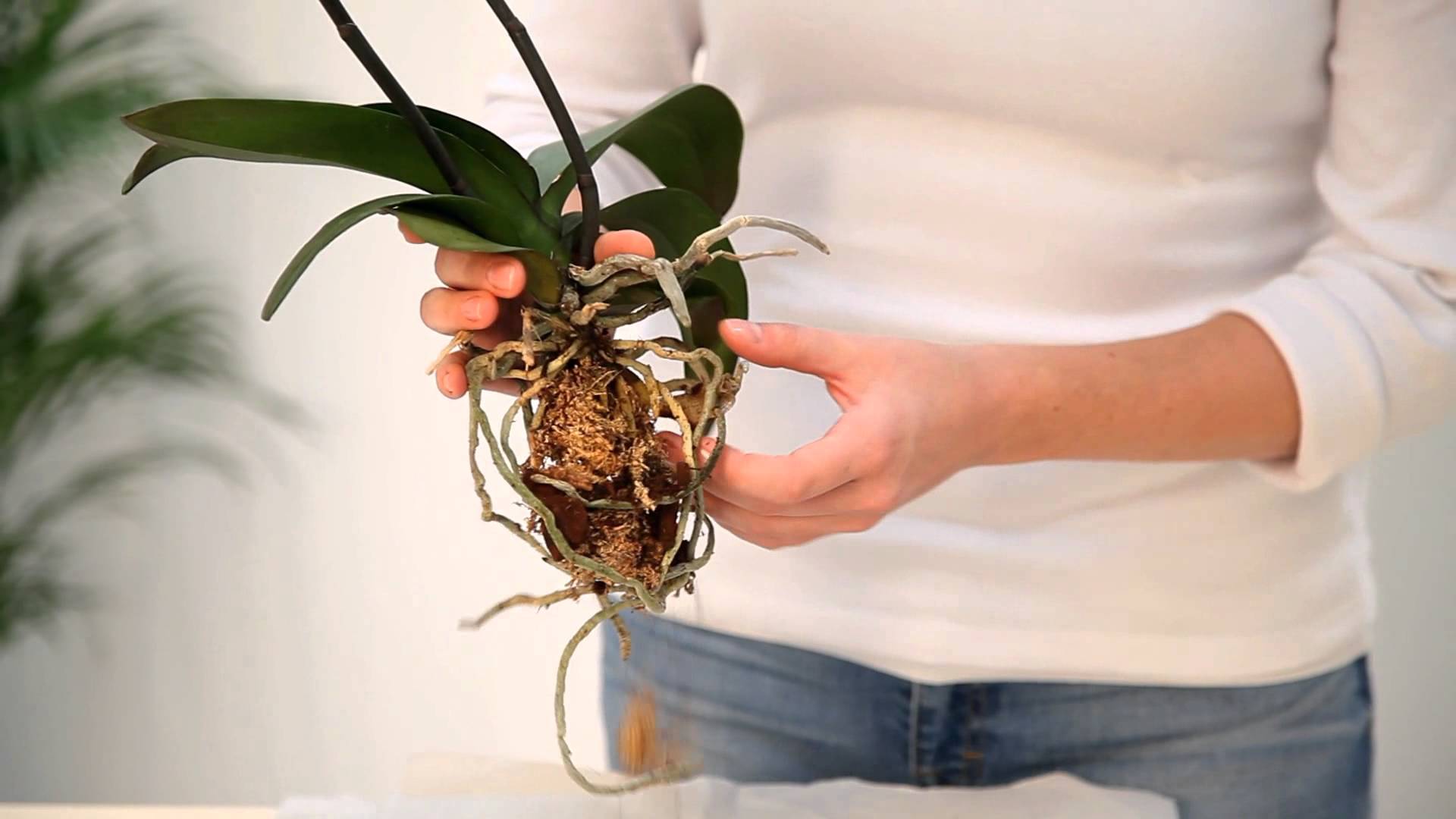 Как пересадить архидея или орхидея