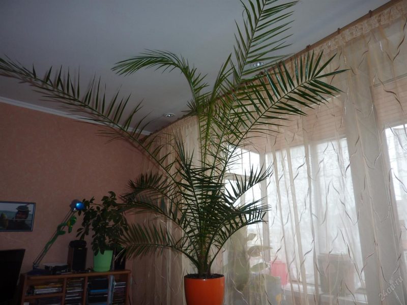 Как выращивать финиковую пальму в домашних условиях?