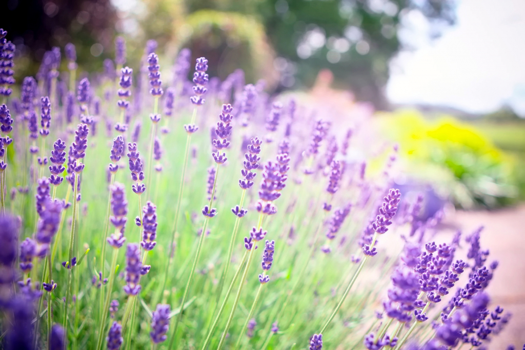 Лаванда: посадка и уход в открытом грунте в разных регионах России