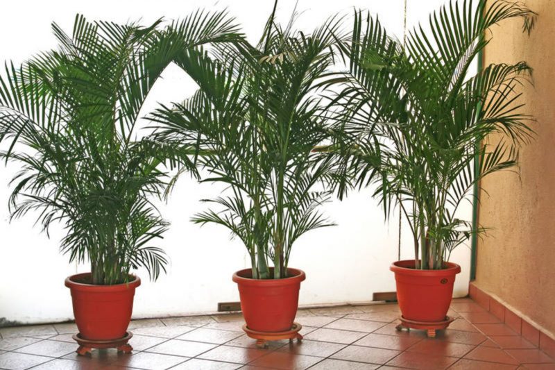 Как выращивать финиковую пальму в домашних условиях?