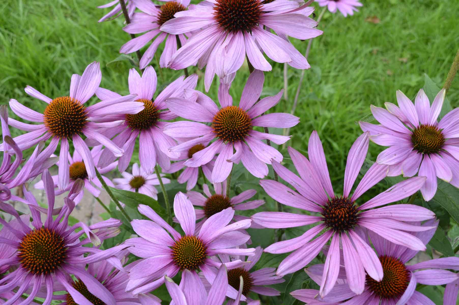 Эхинацея пурпурная цветок фото
