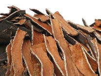 Кора дуба: лечебные свойства и противопоказания