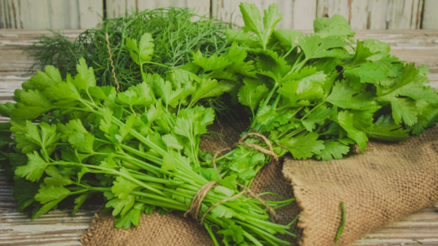 Кинза: польза и вред для здоровья женщины, полезные свойства и противопоказания