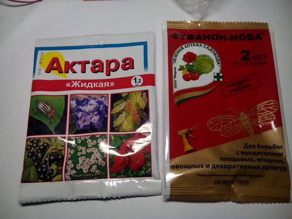 Мокрица насекомое: описание, средства, чтобы избавиться от мокриц в ...