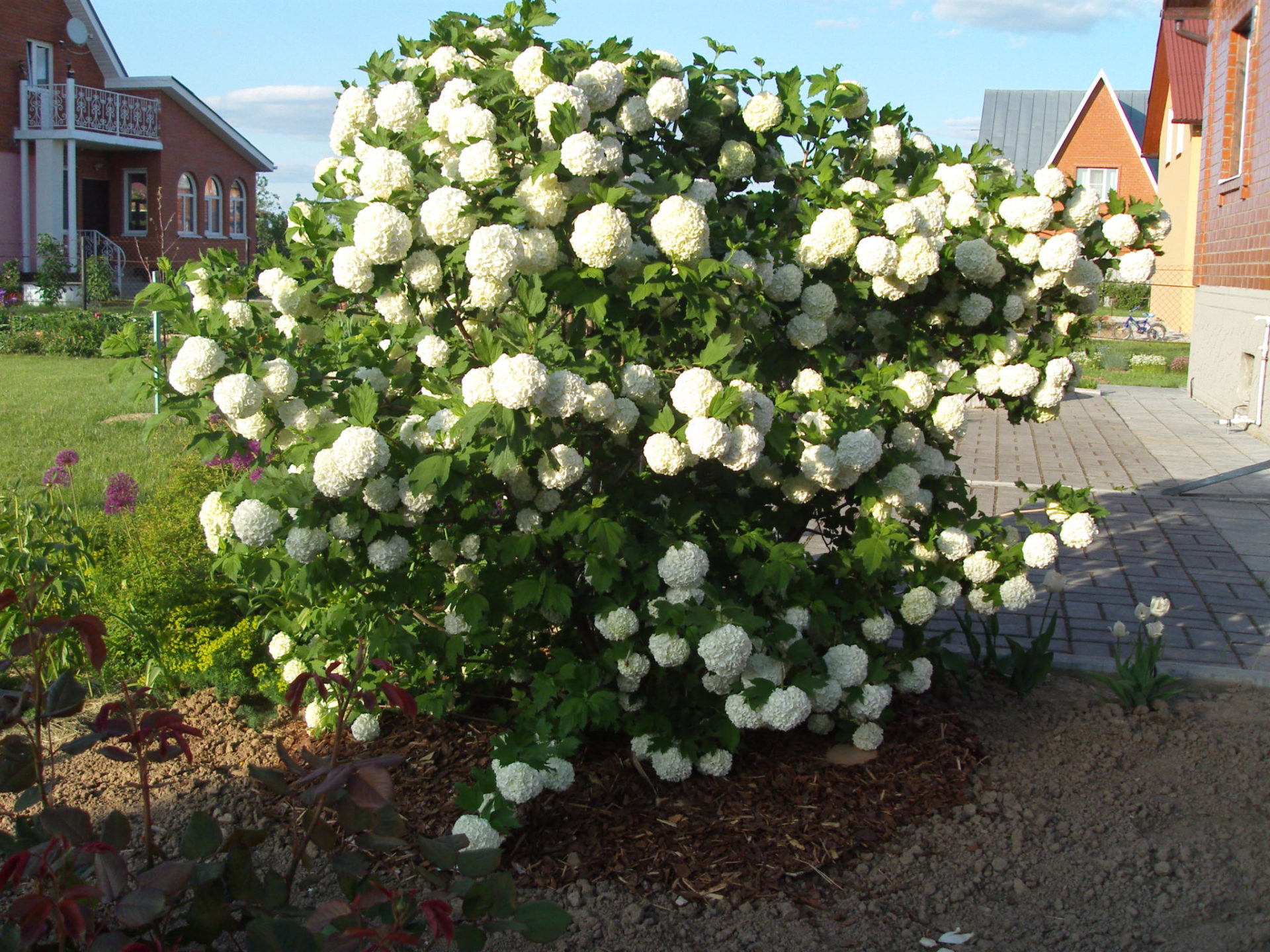 Калина бульденеж — посадка и уход, выращивание
