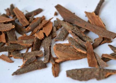 Кора дуба: лечебные свойства и противопоказания