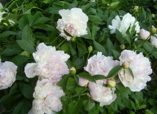 Пионы не цветут что делать?