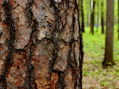 Кора дуба: лечебные свойства и противопоказания