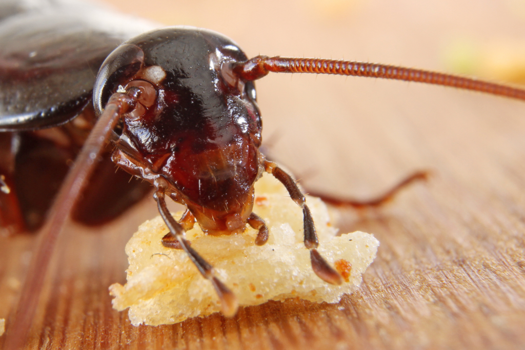 Эффективные способы борьбы с тараканами в квартире