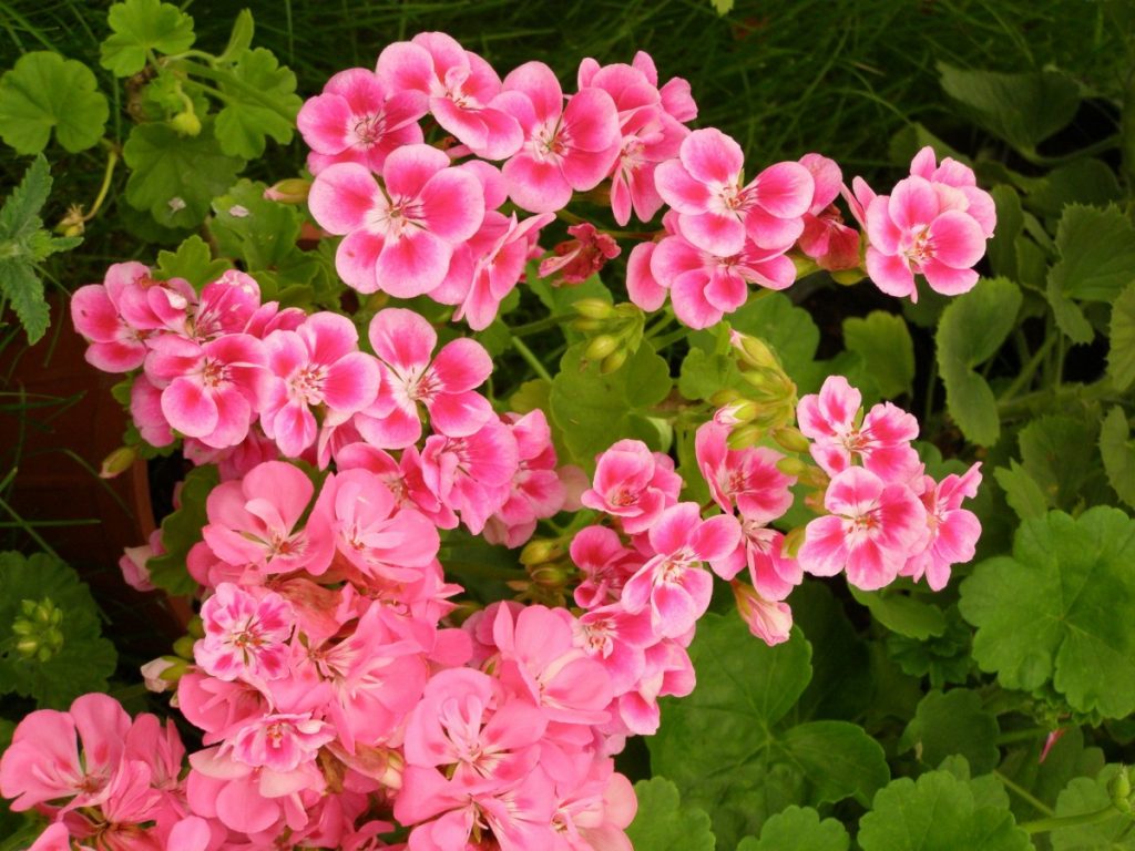 Как ухаживать за геранью в домашних условиях для начинающих?