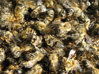 Подмор пчелиный: лечебные свойства для женщин, как принимать для суставов?