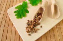 Кора дуба: лечебные свойства и противопоказания