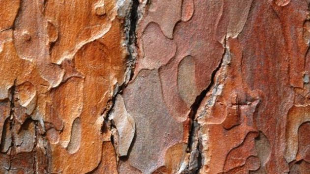 Кора дуба: лечебные свойства и противопоказания