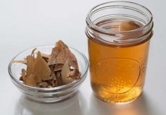 Кора дуба: лечебные свойства и противопоказания