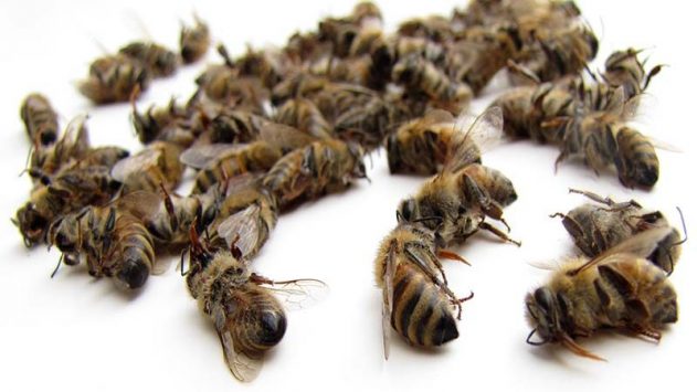 Подмор пчелиный: лечебные свойства для женщин, как принимать для суставов?