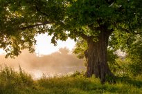 Кора дуба: лечебные свойства и противопоказания