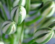 Индийский лук: лечебные полезные свойства и применение в народной медицине