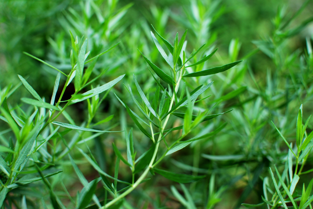 Эстрагон: выращивание из семян, уход в домашних условиях