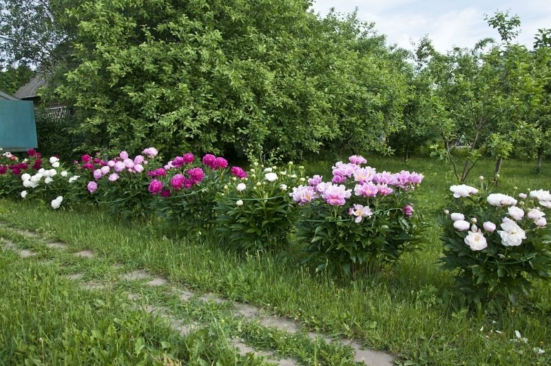 Пион Сорбет (Paeonia Sorbet): описание, посадка, уход и выращивание