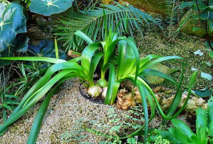Индийский лук: лечебные полезные свойства и применение в народной медицине