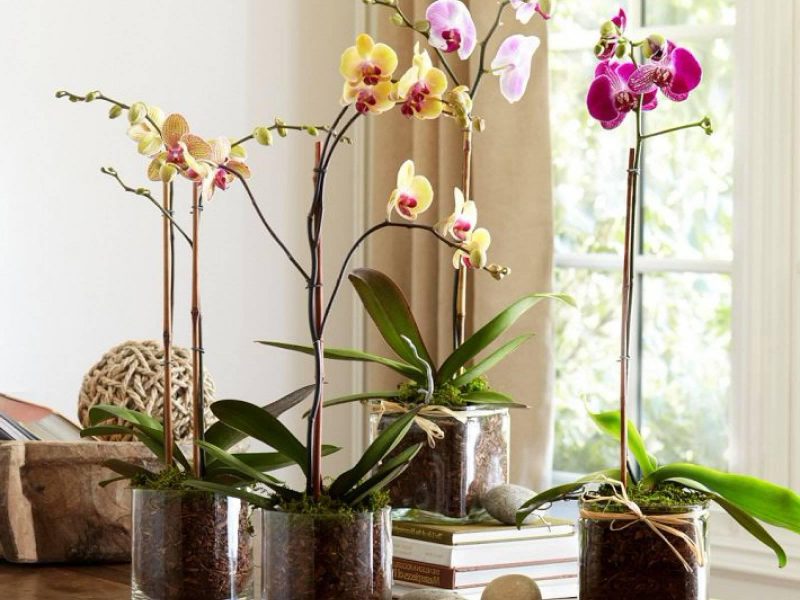 Как выбрать горшок для орхидеи