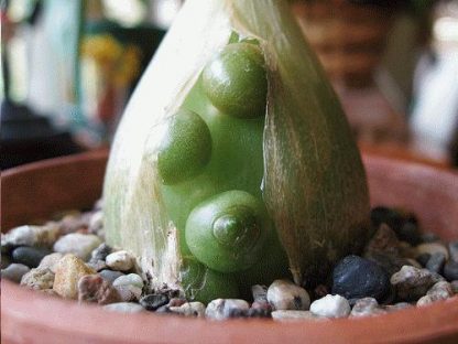 Индийский лук: лечебные полезные свойства и применение в народной медицине