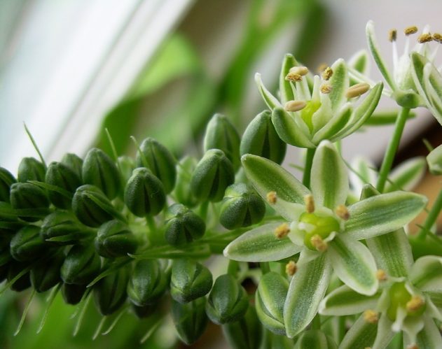 Индийский лук: лечебные полезные свойства и применение в народной медицине