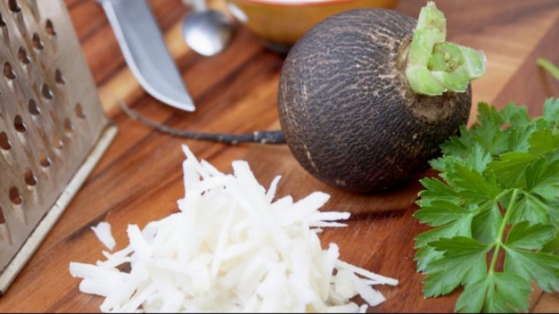 Редька чёрная: полезные свойства и противопоказания