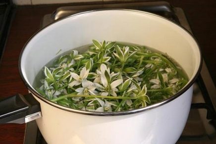 Индийский лук: лечебные полезные свойства и применение в народной медицине