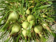 Индийский лук: лечебные полезные свойства и применение в народной медицине