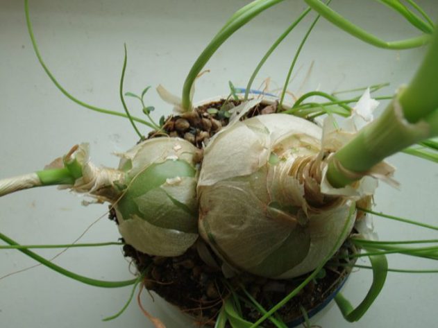 Индийский лук: лечебные полезные свойства и применение в народной медицине