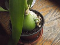 Индийский лук: лечебные полезные свойства и применение в народной медицине