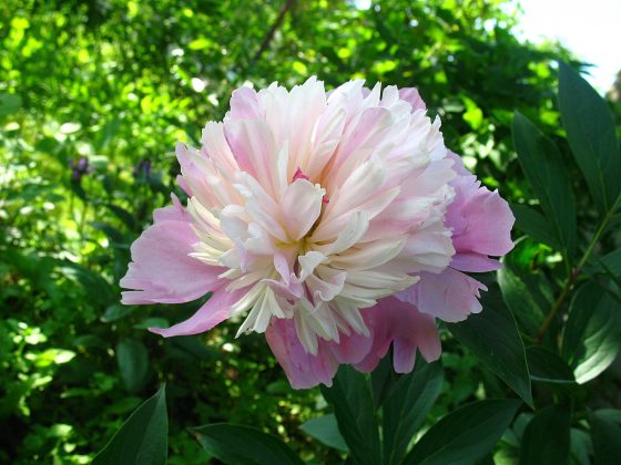 Пион Сорбет (Paeonia Sorbet): описание, посадка, уход и выращивание