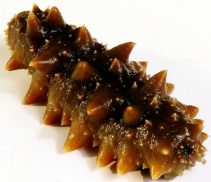 Трепанг на меду: от чего лечит и как правильно принимать?