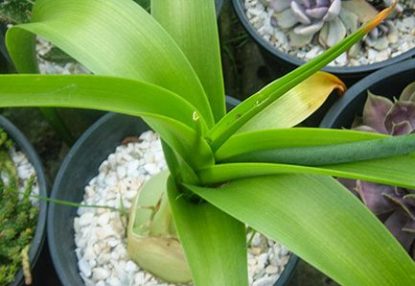 Индийский лук: лечебные полезные свойства и применение в народной медицине