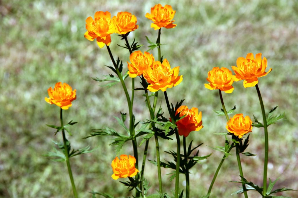 Купальница: виды и описания, посадка, выращивание и уход