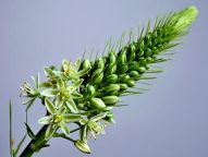 Индийский лук: лечебные полезные свойства и применение в народной медицине