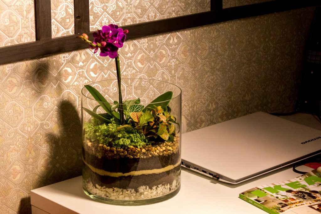 Горшки для орхидей: как выбрать нужный горшок и правильно пересадить ...