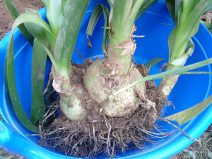 Индийский лук: лечебные полезные свойства и применение в народной медицине